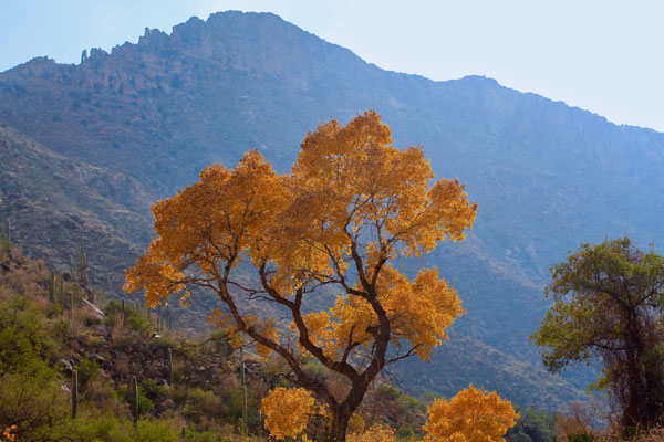 Bright Orange Tree, Arizona