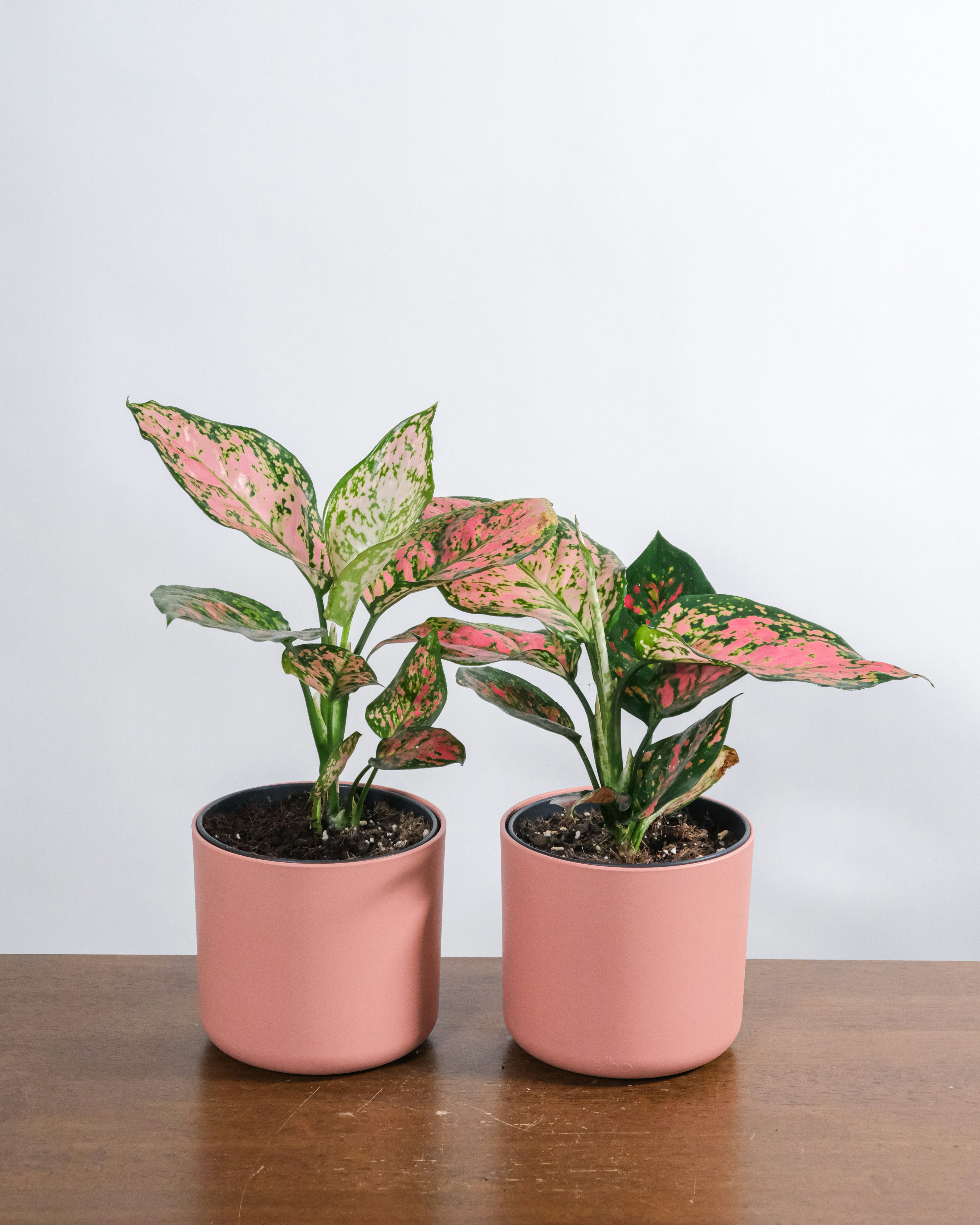 aglaonema