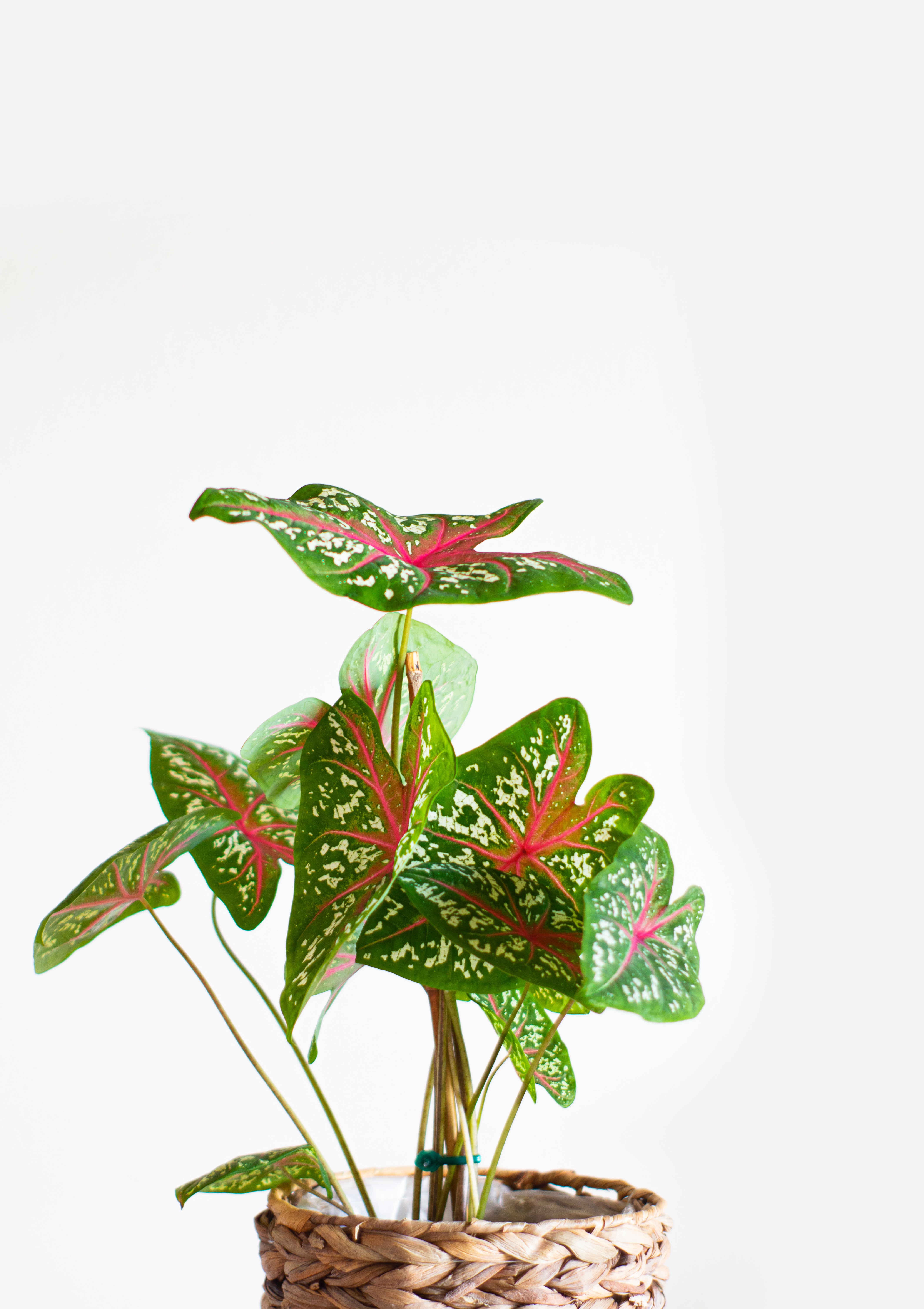 caladium