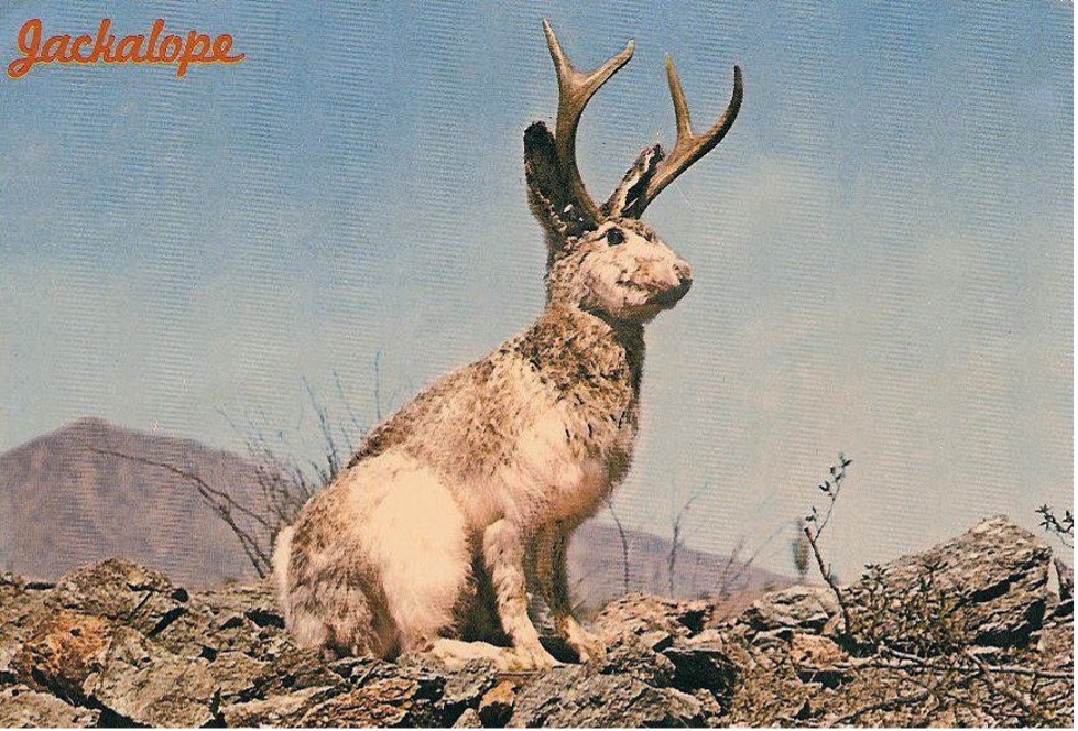 The elusive jackalope