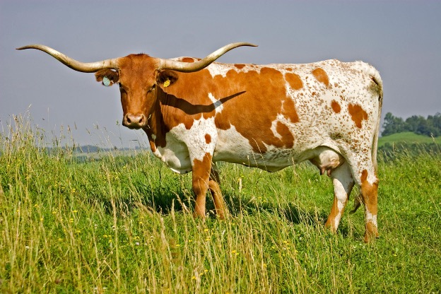 The handsome longhorn of Texas