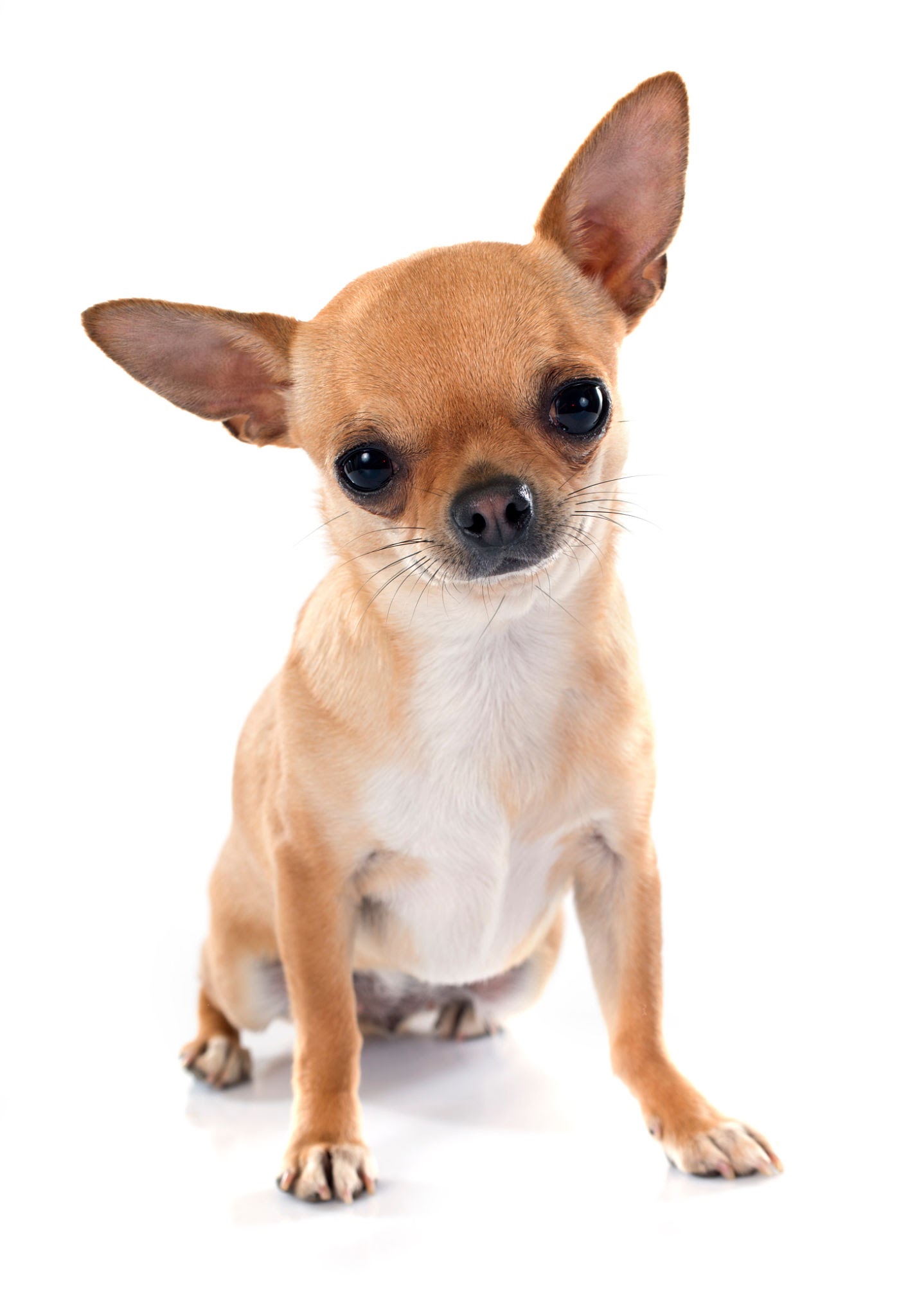 a chihuahua dog