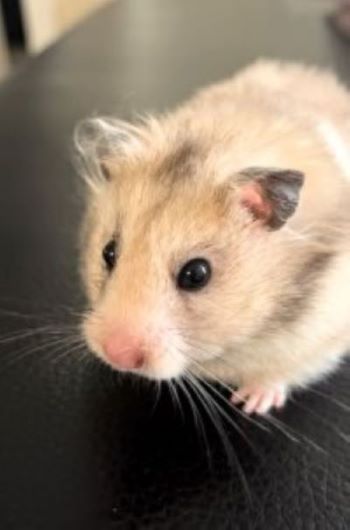 A Syrian Hamster