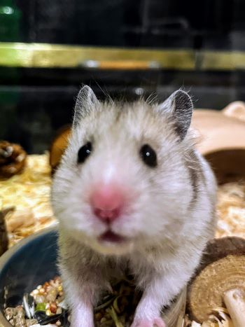 A Syrian Hamster