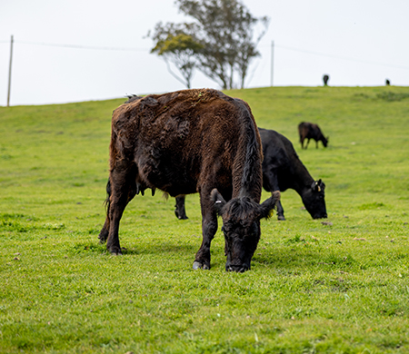 cattle grazing