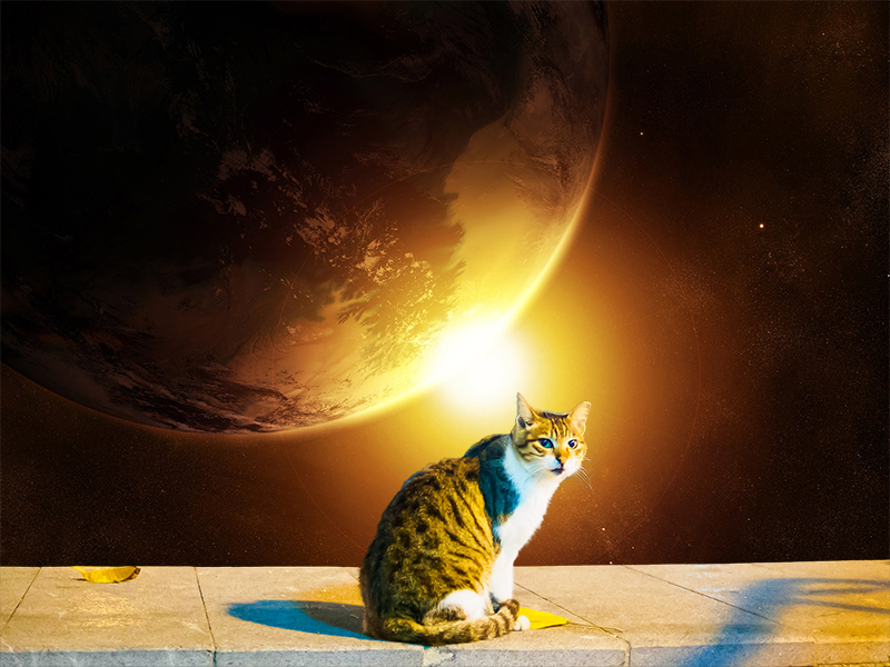 cat sitting on ledge, earth from space in background