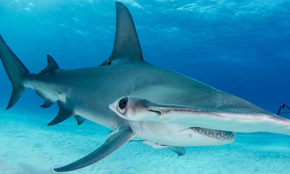 A picture of a hammerhead shark