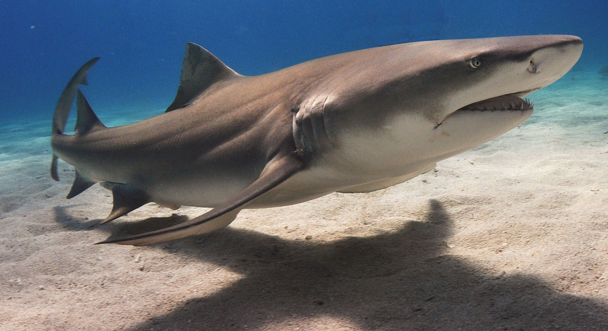 A lemon shark on the ocean floor