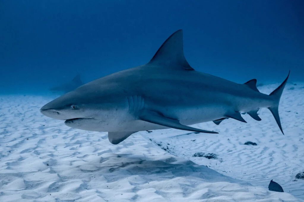 A picture of a bull shark