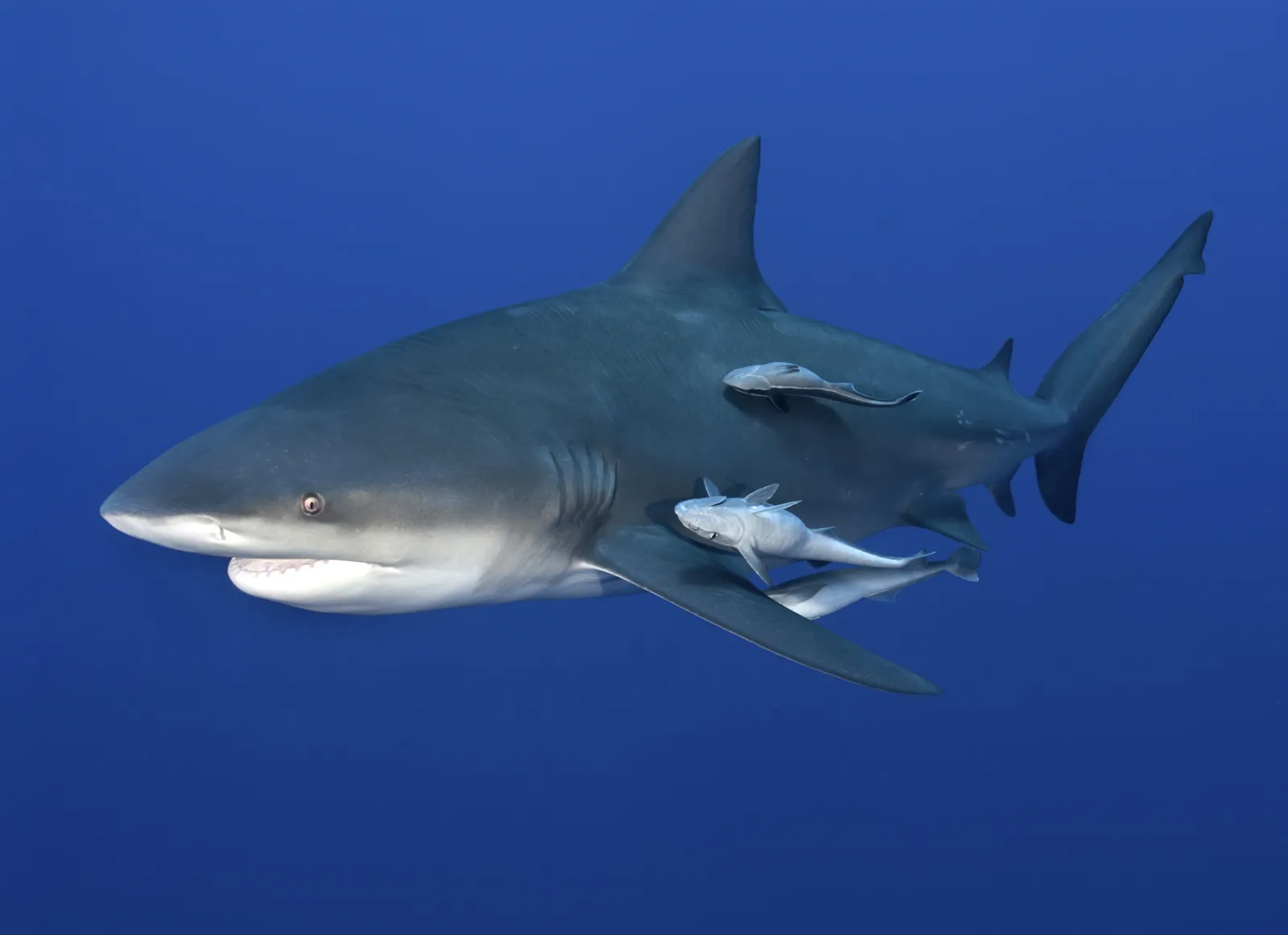 A picture of a bull shark