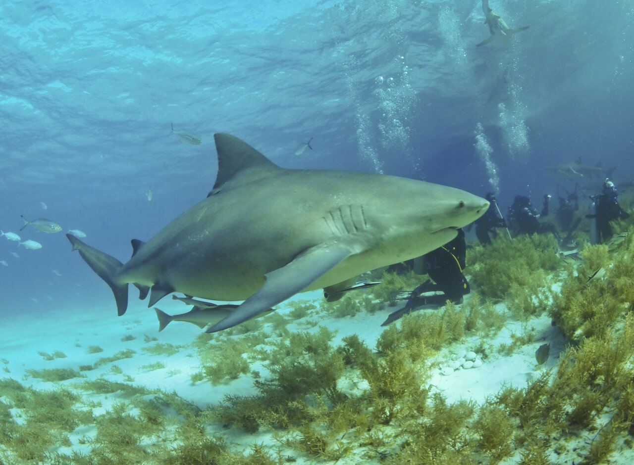 A picture of a bull shark