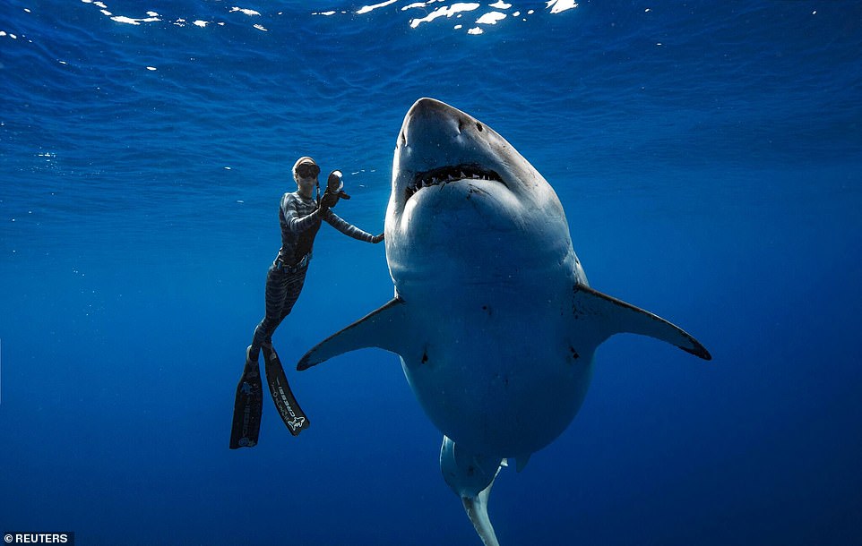 A diver swimming with Deep Blue