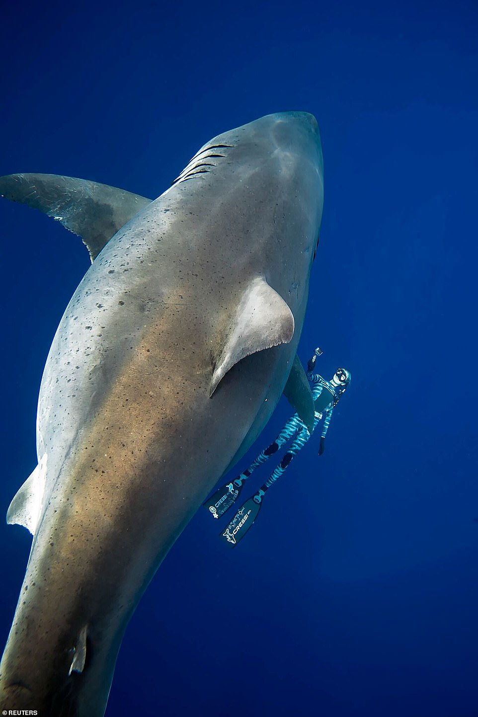 A diver swimming next to Deep Blue