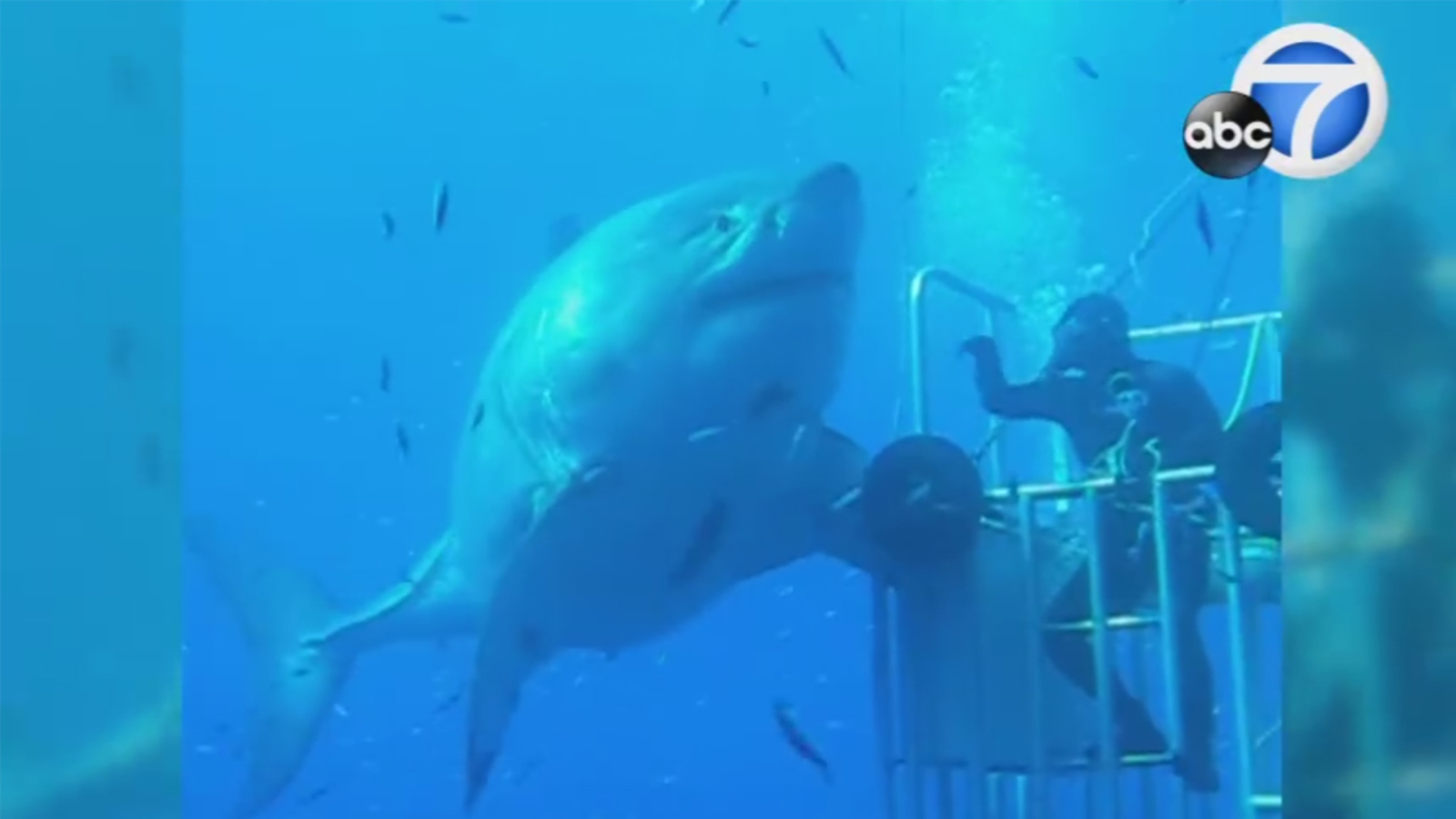 Depp Blue swimming next to divers in shark cage