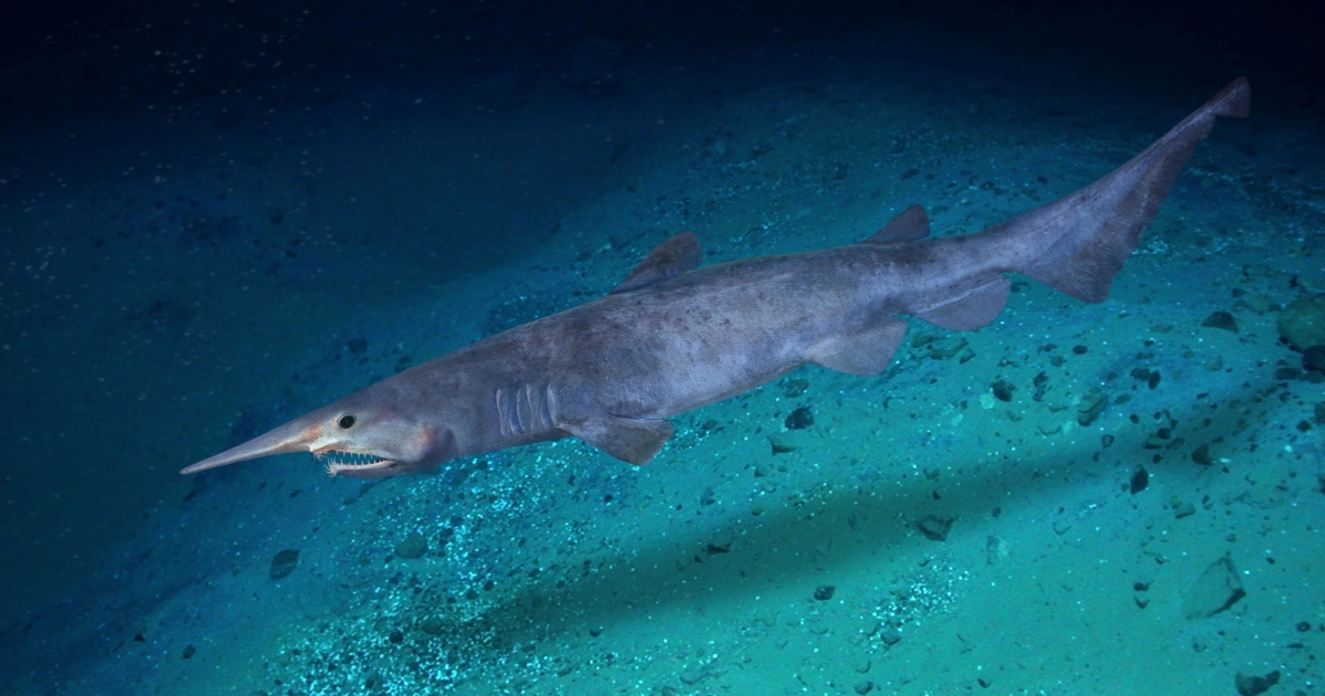 A Goblin Shark on the ocean floor