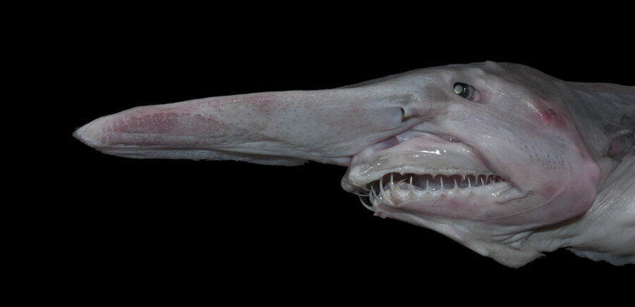 A goblin shark head picture