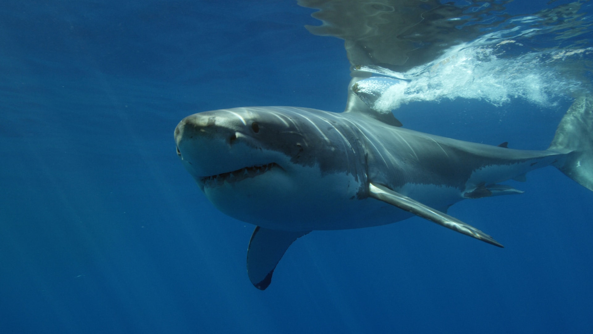 A Great White Shark