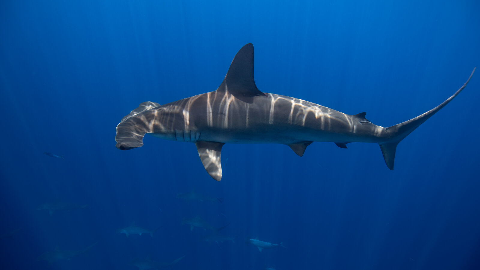 A picture of a hammerhead shark