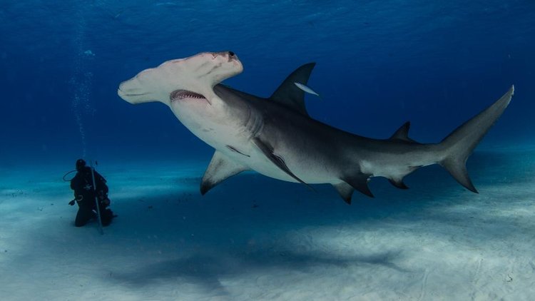 A picture of a hammerhead shark near a diver