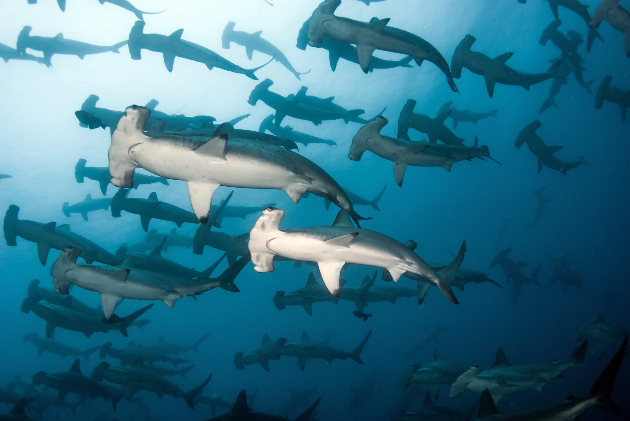 A picture of a school of hammerhead sharks