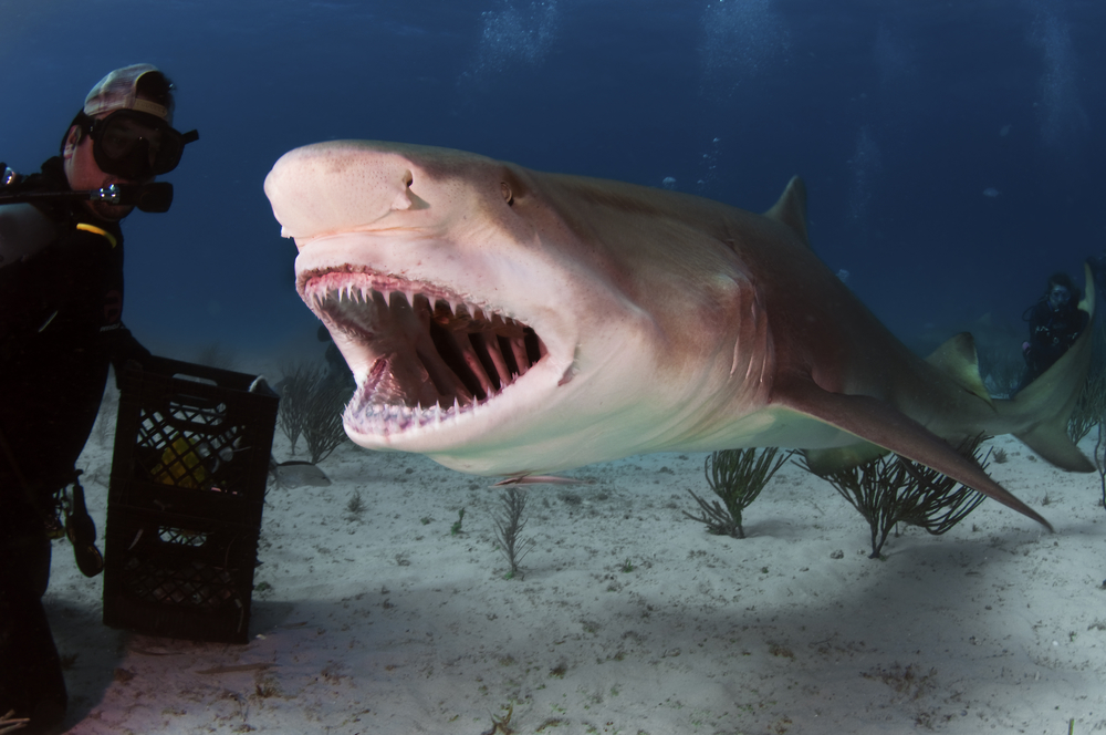 A lemon shark next to a diver