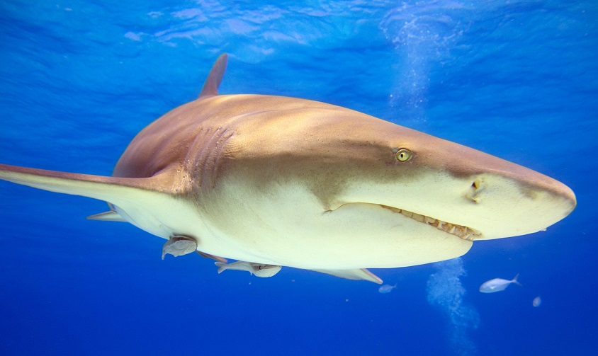 A close up of a lemon shark