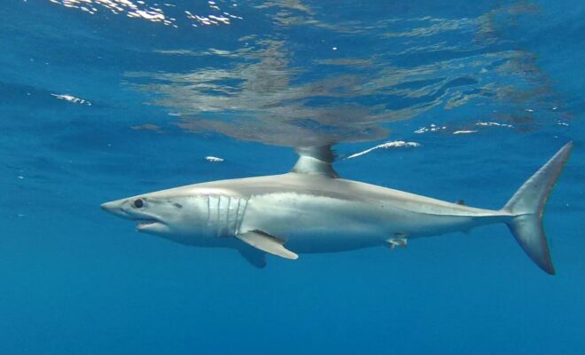 A picture of a mako shark