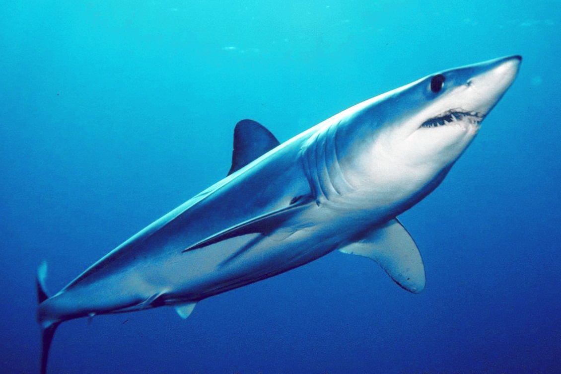 A picture of a mako shark