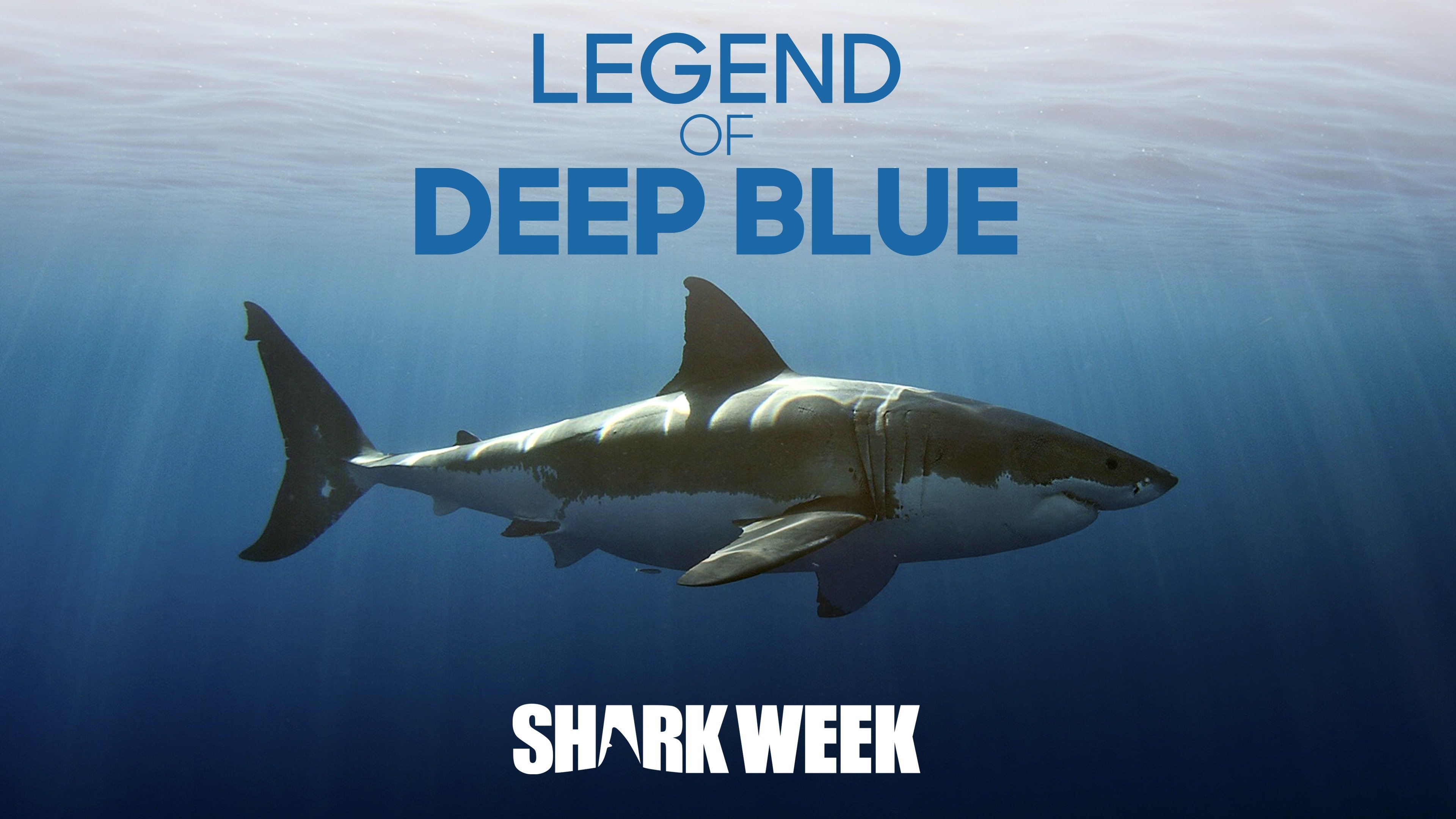 Shark Week poster of Deep Blue