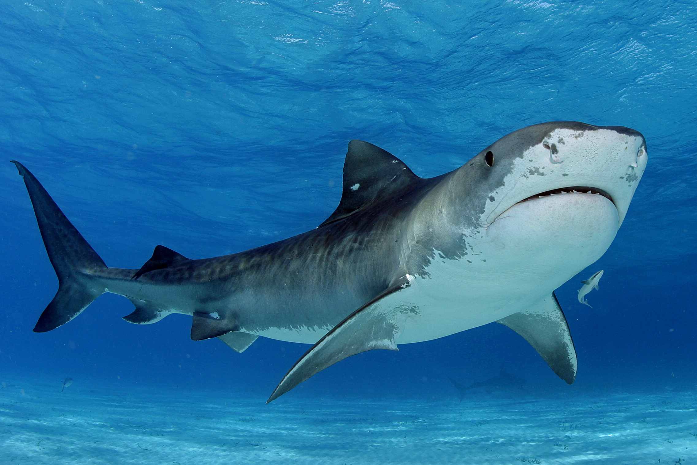 A Tiger Shark Swimming