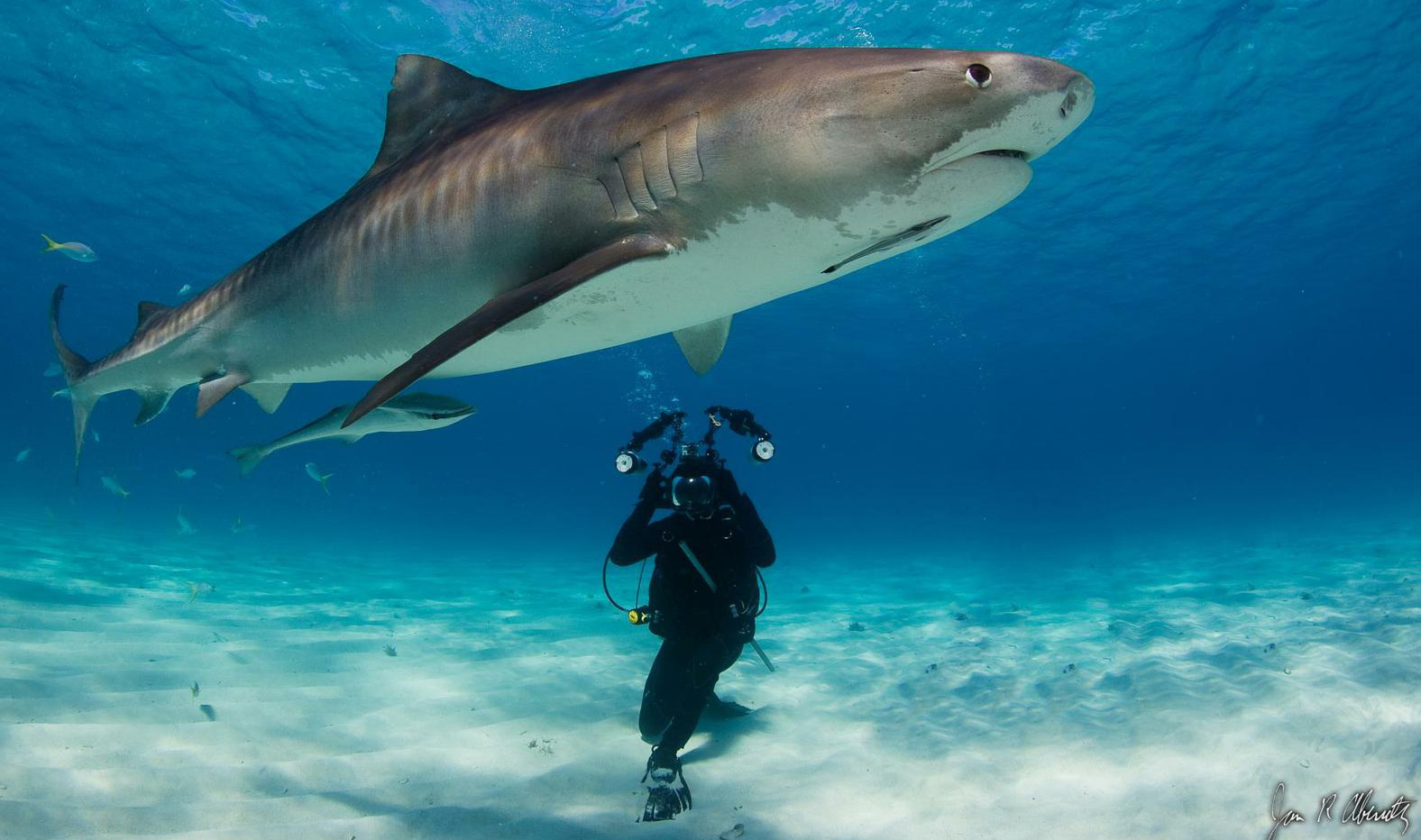 A Tiger Shark in the Ocean with a diver