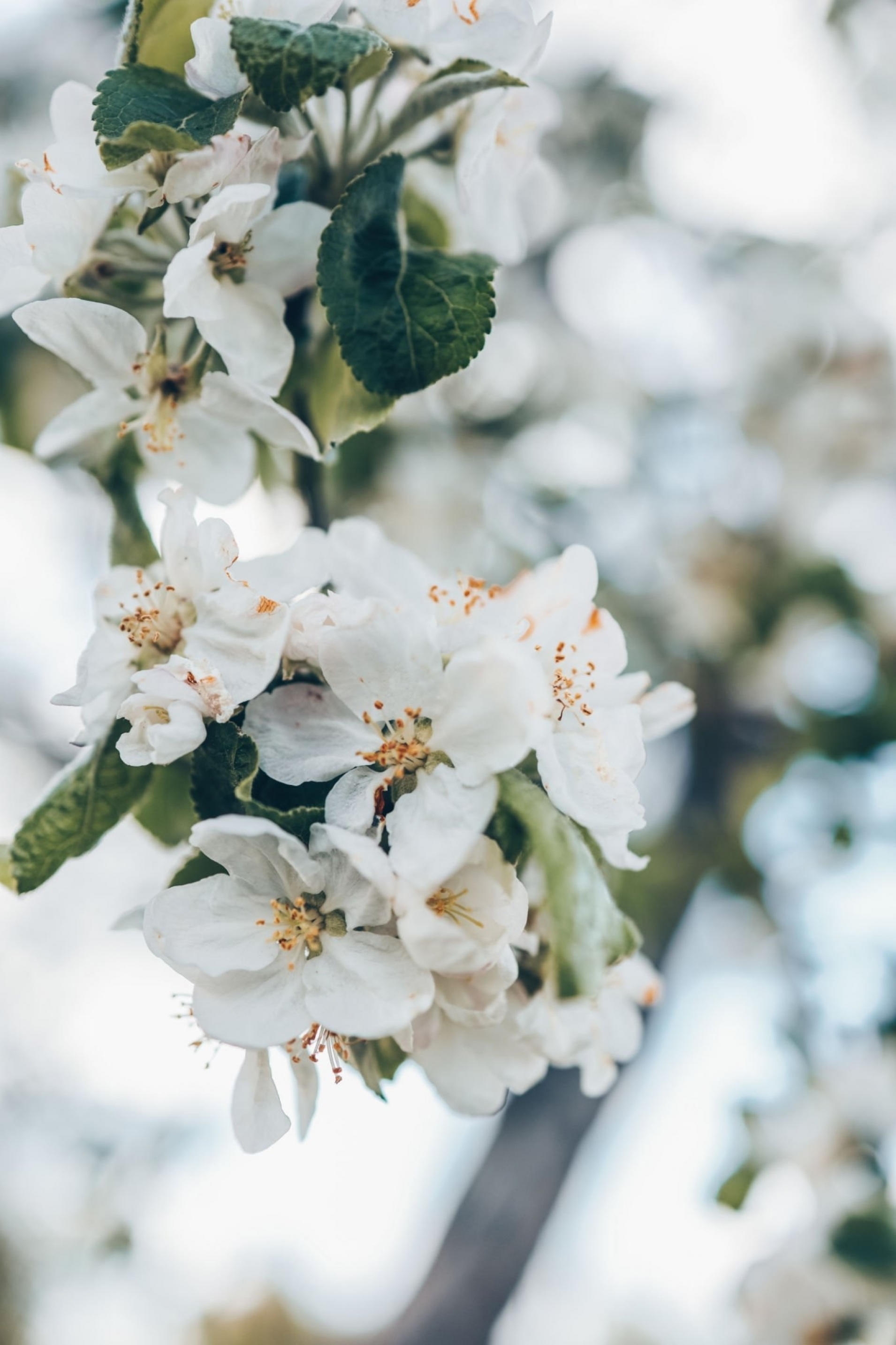 Apple Tree