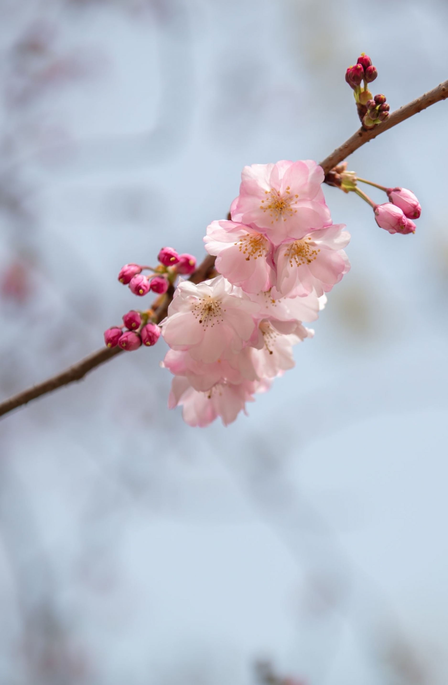 Cherry blossom