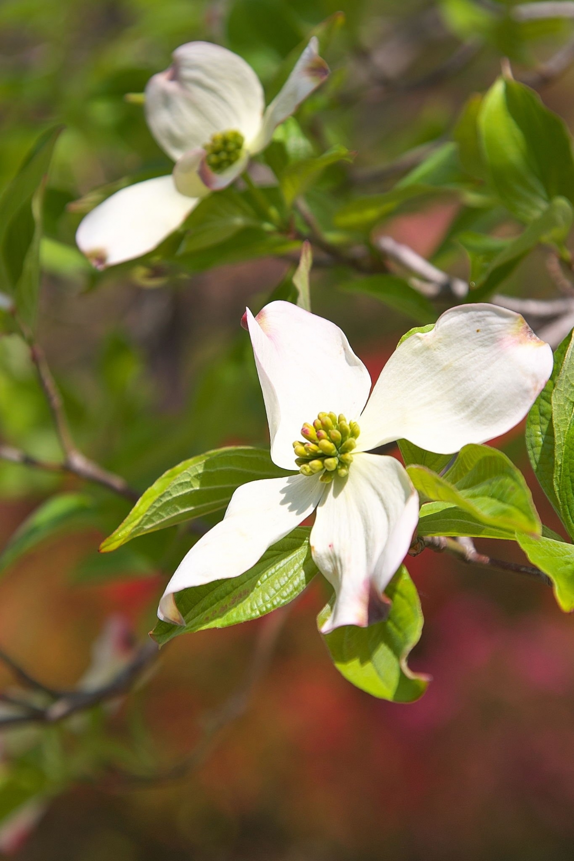 Flowering Dogwood