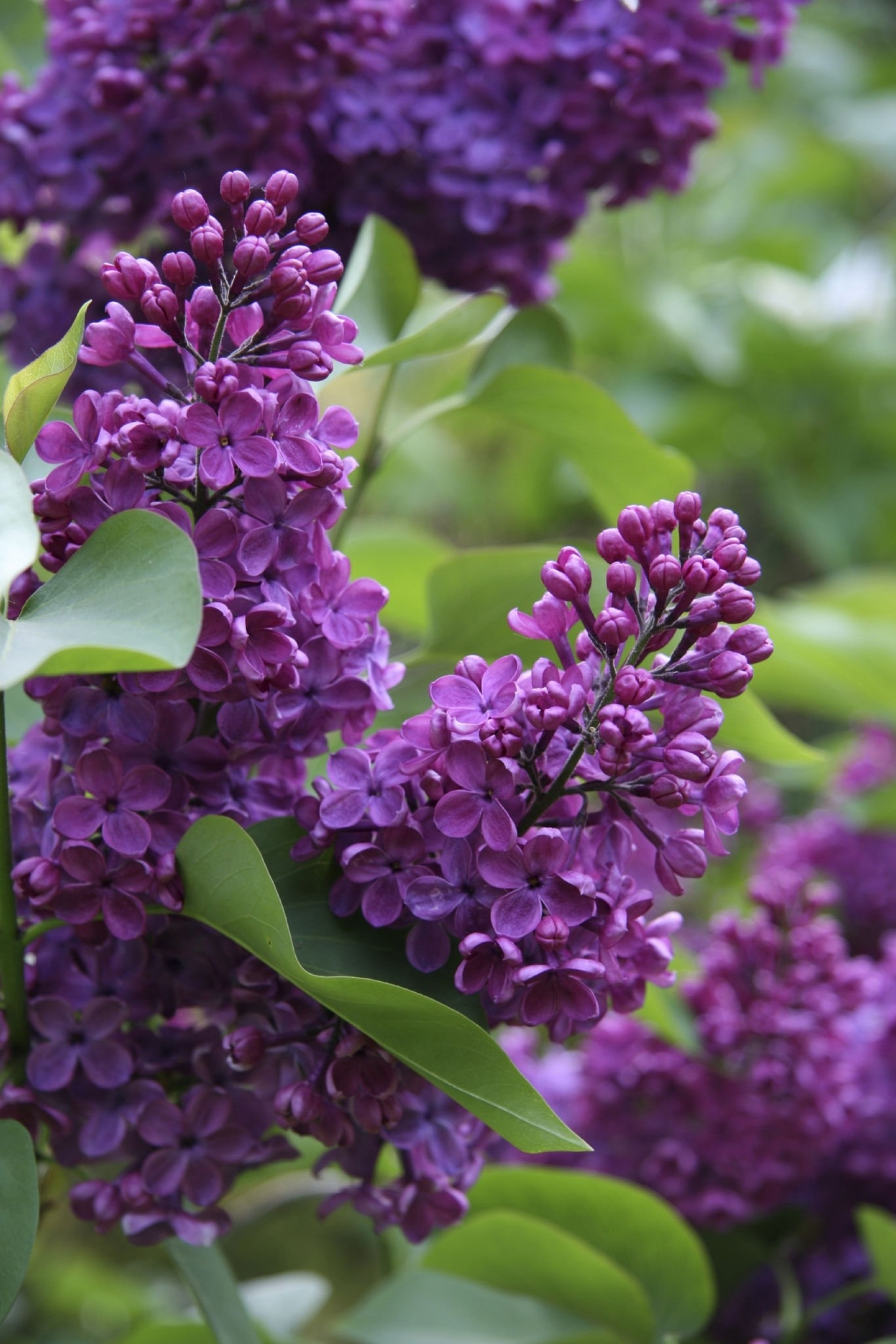 Lilac Tree