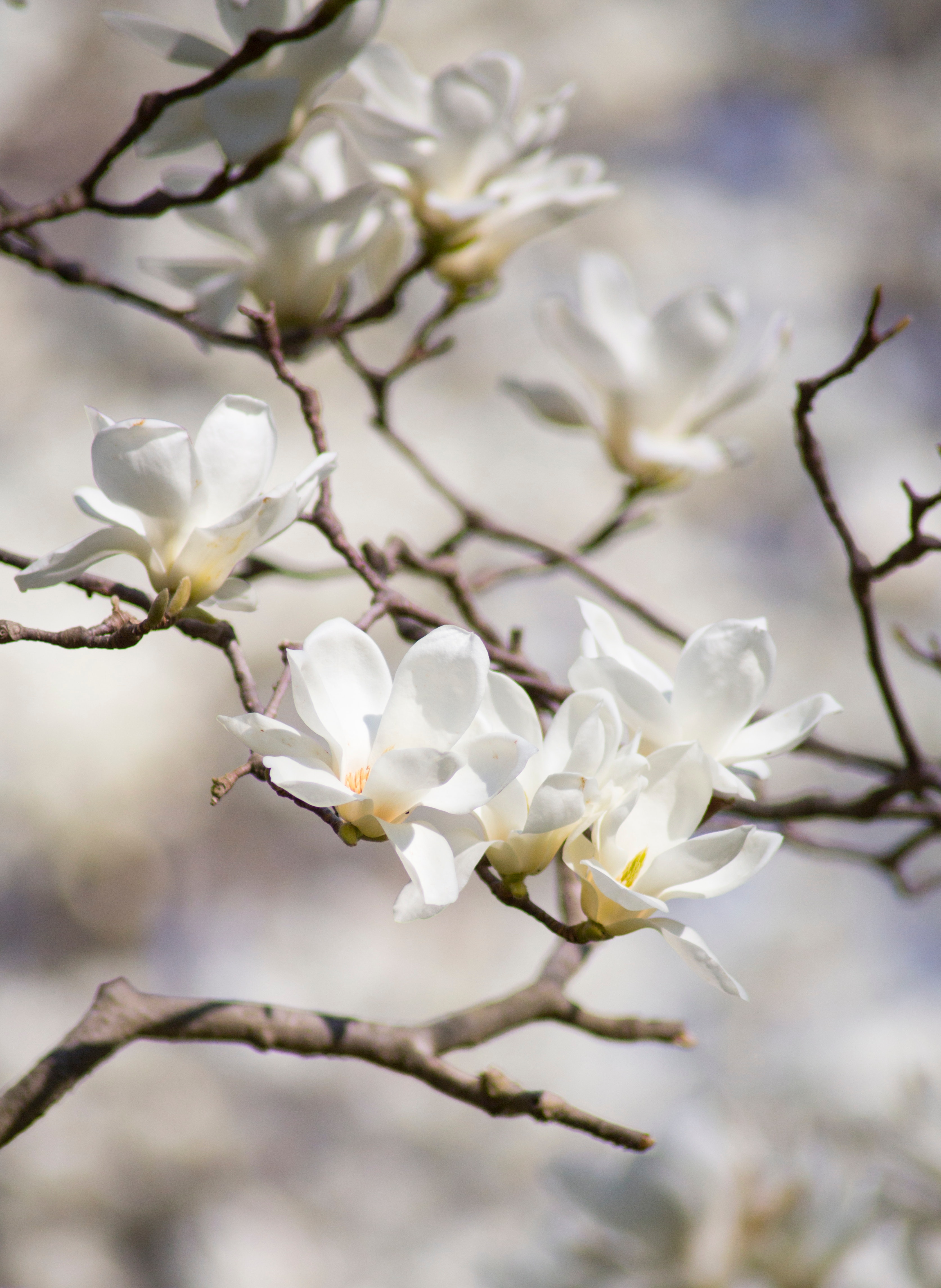 magnolia trees