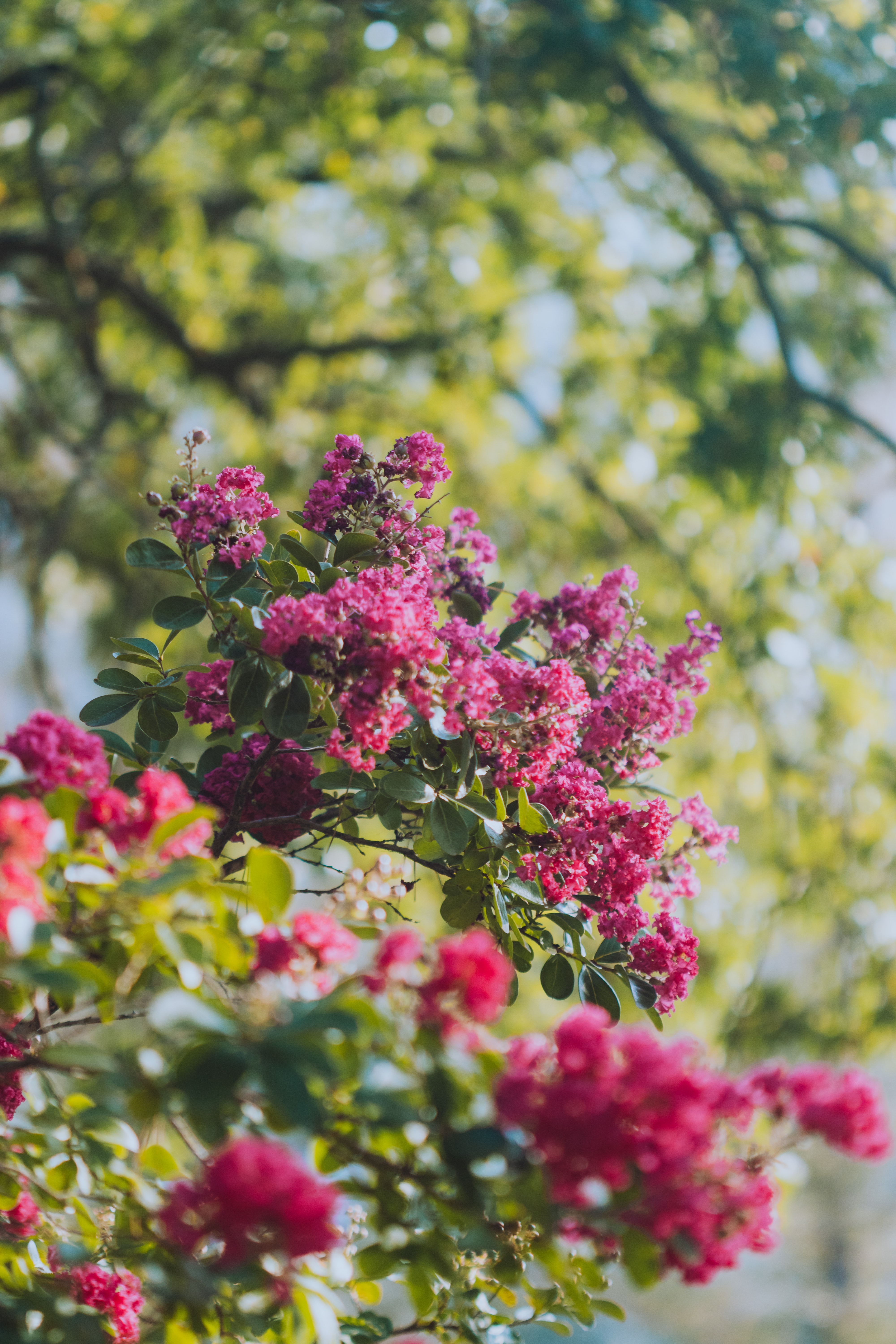 crape myrtle trees