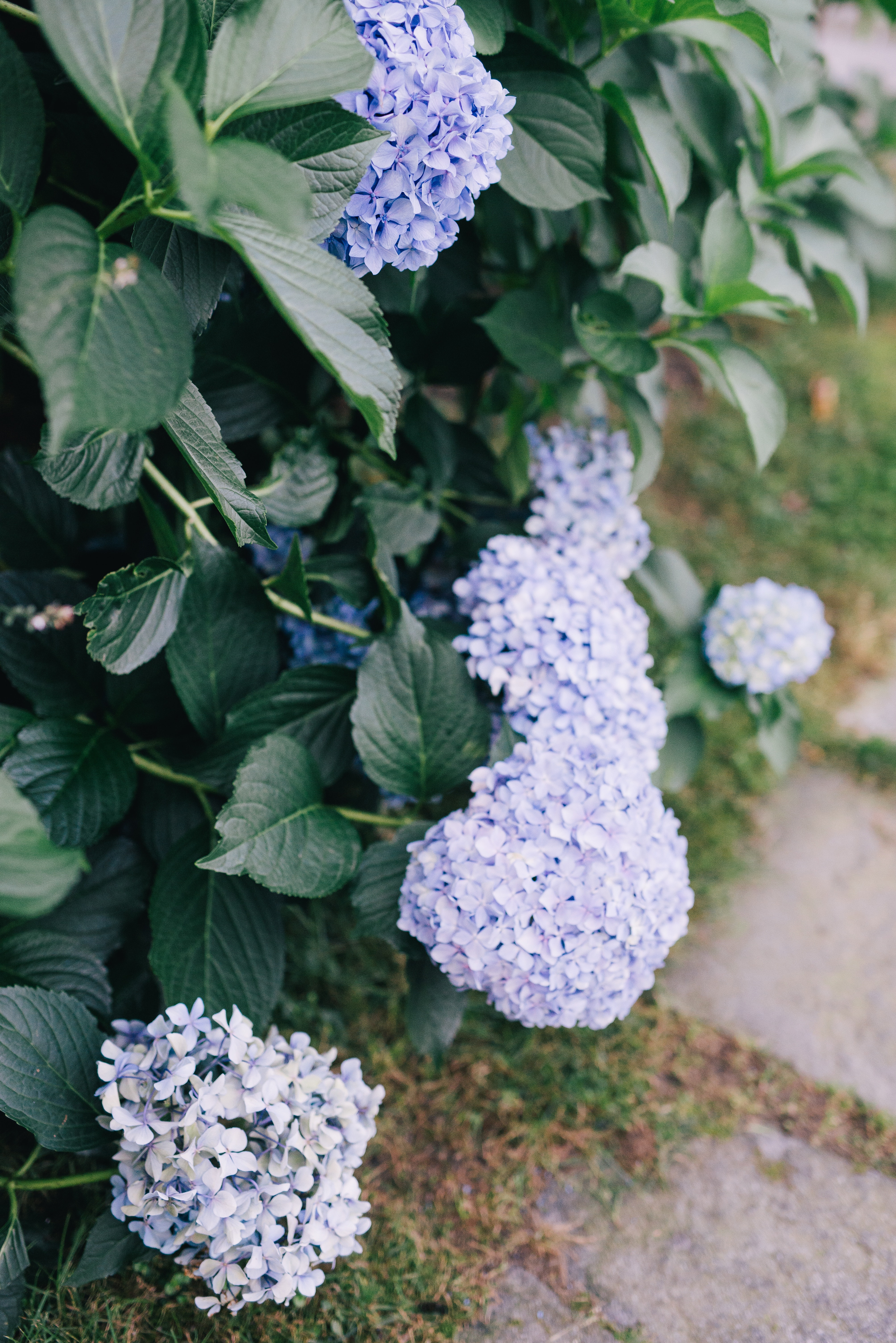 hydrangea trees