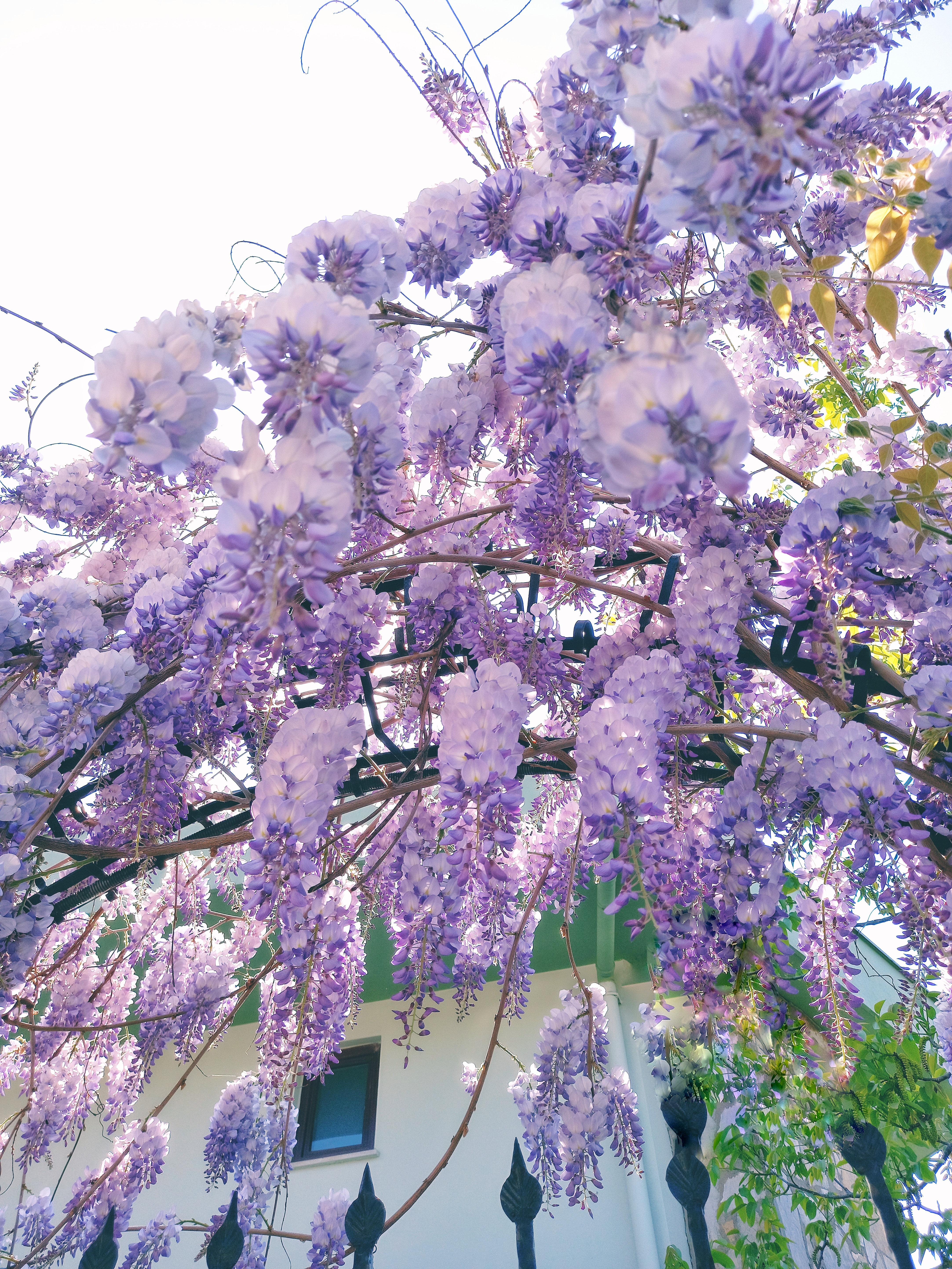 wisteria trees