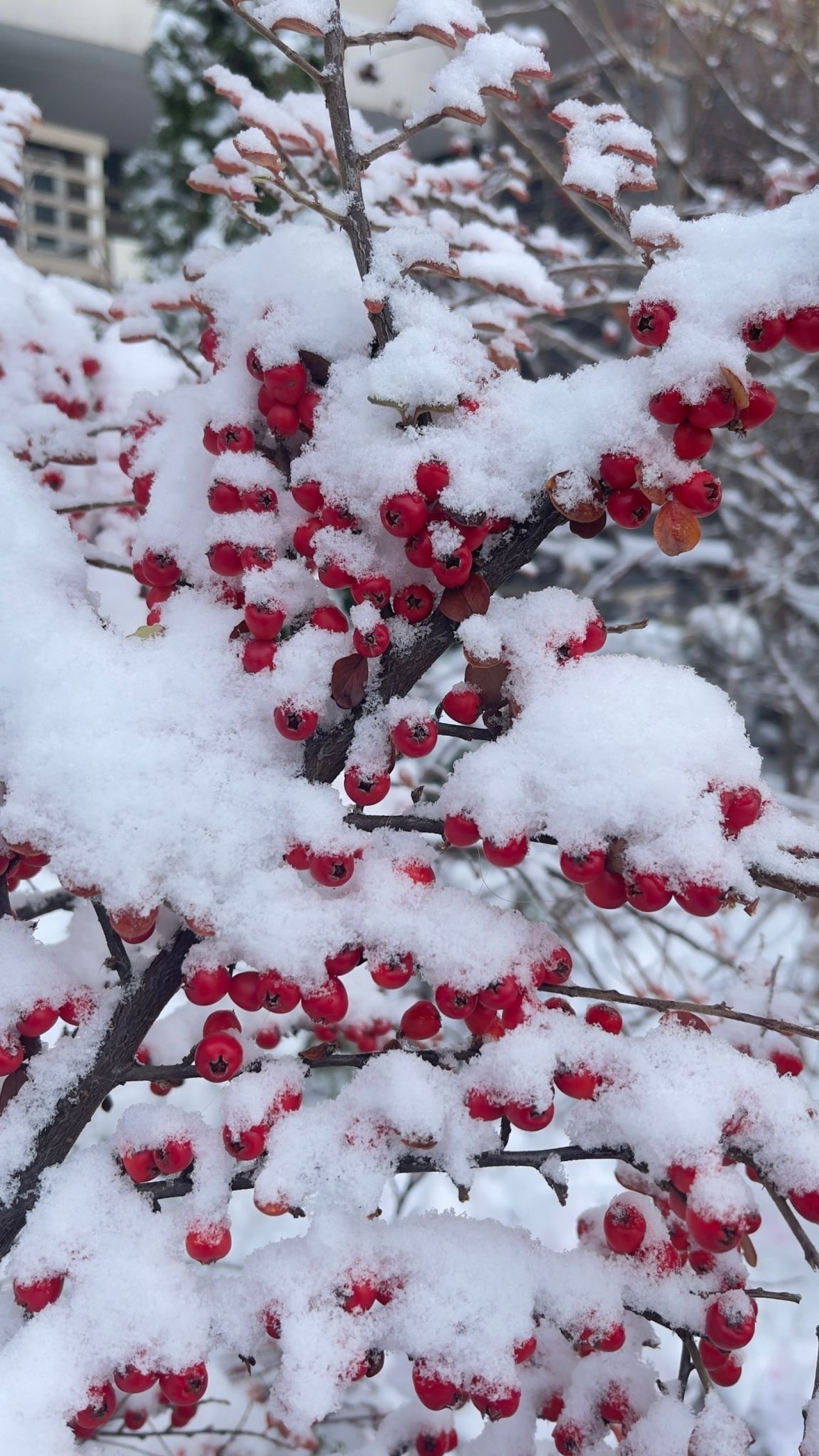 Snowdrift Crabapple