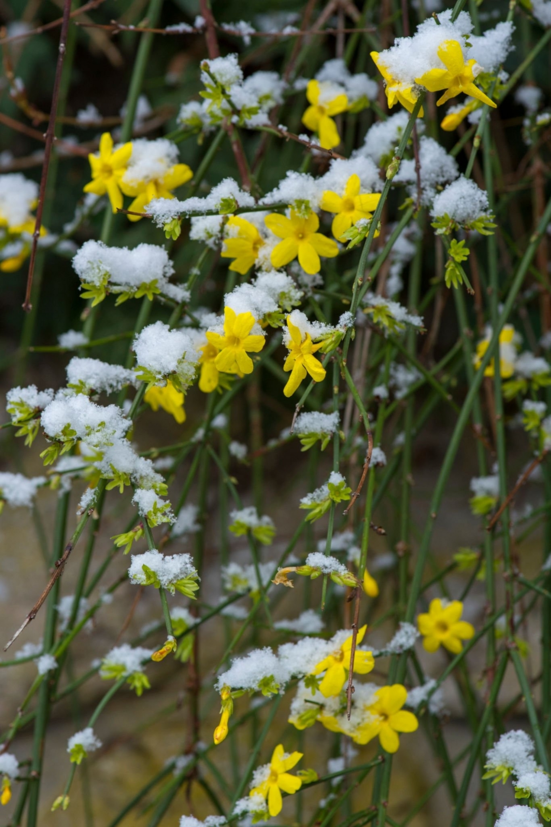 Winter Jasmine