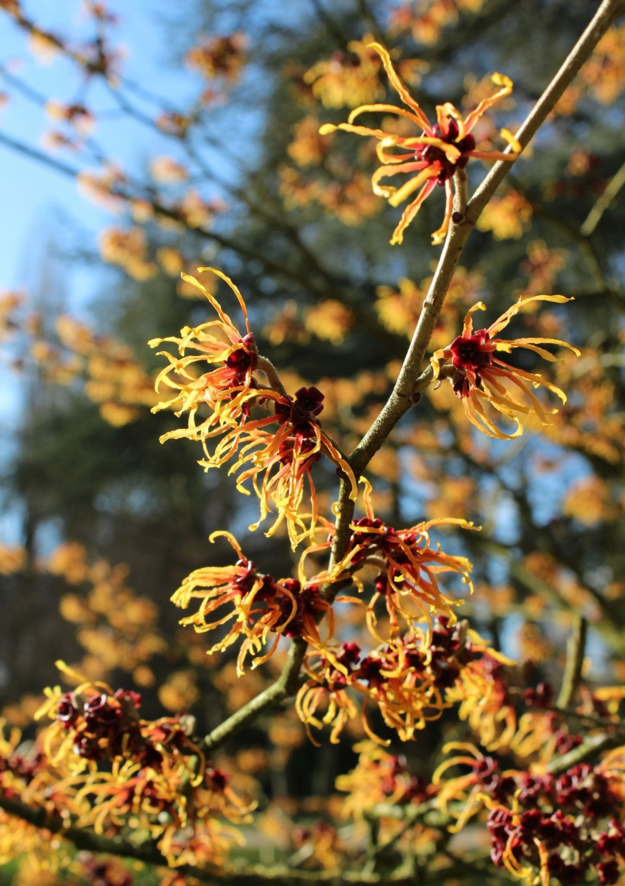 Witch Hazel Tree